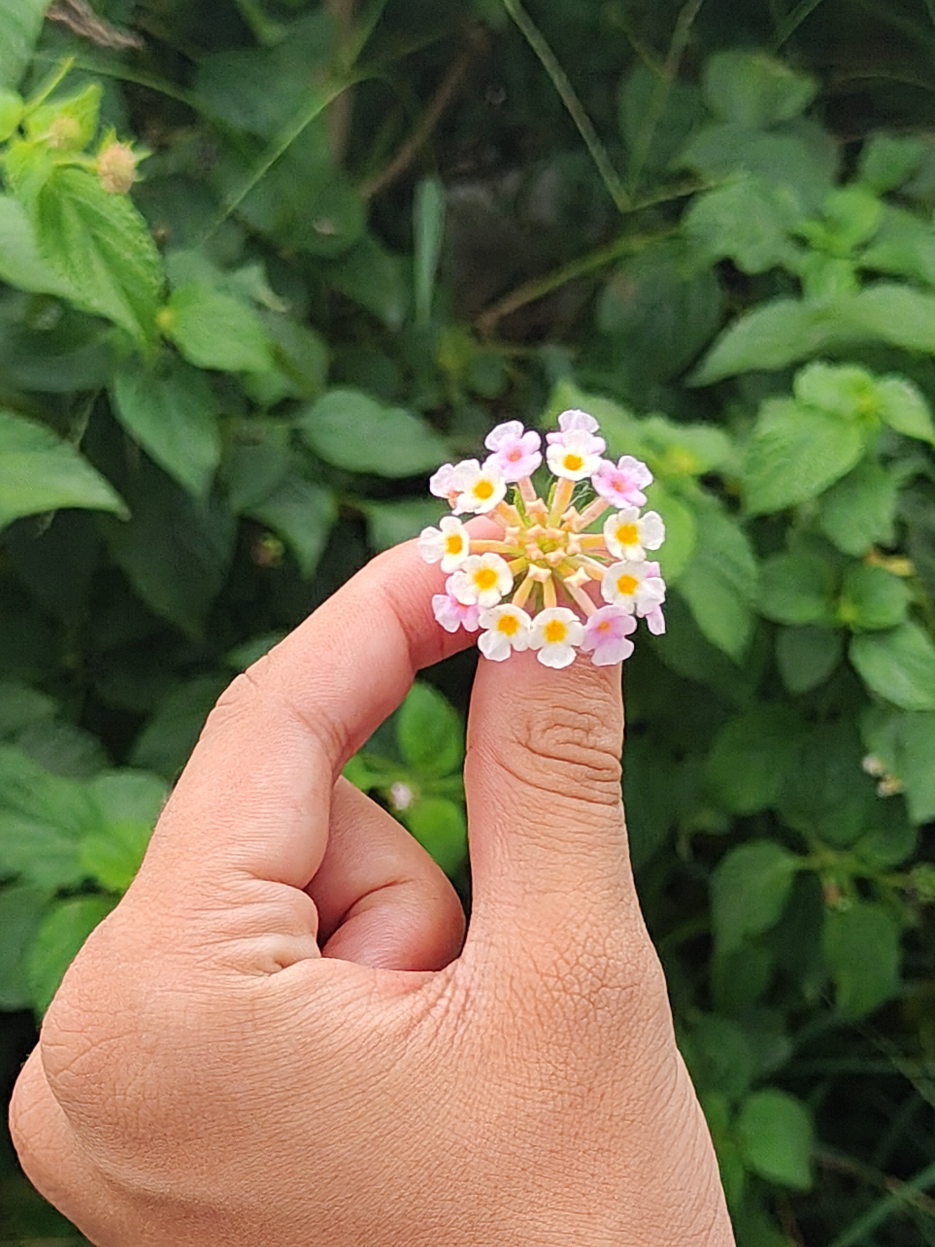 A person is holding a cluster of small, multi-colored flowers, primarily pink and white, against a backdrop of green foliage.