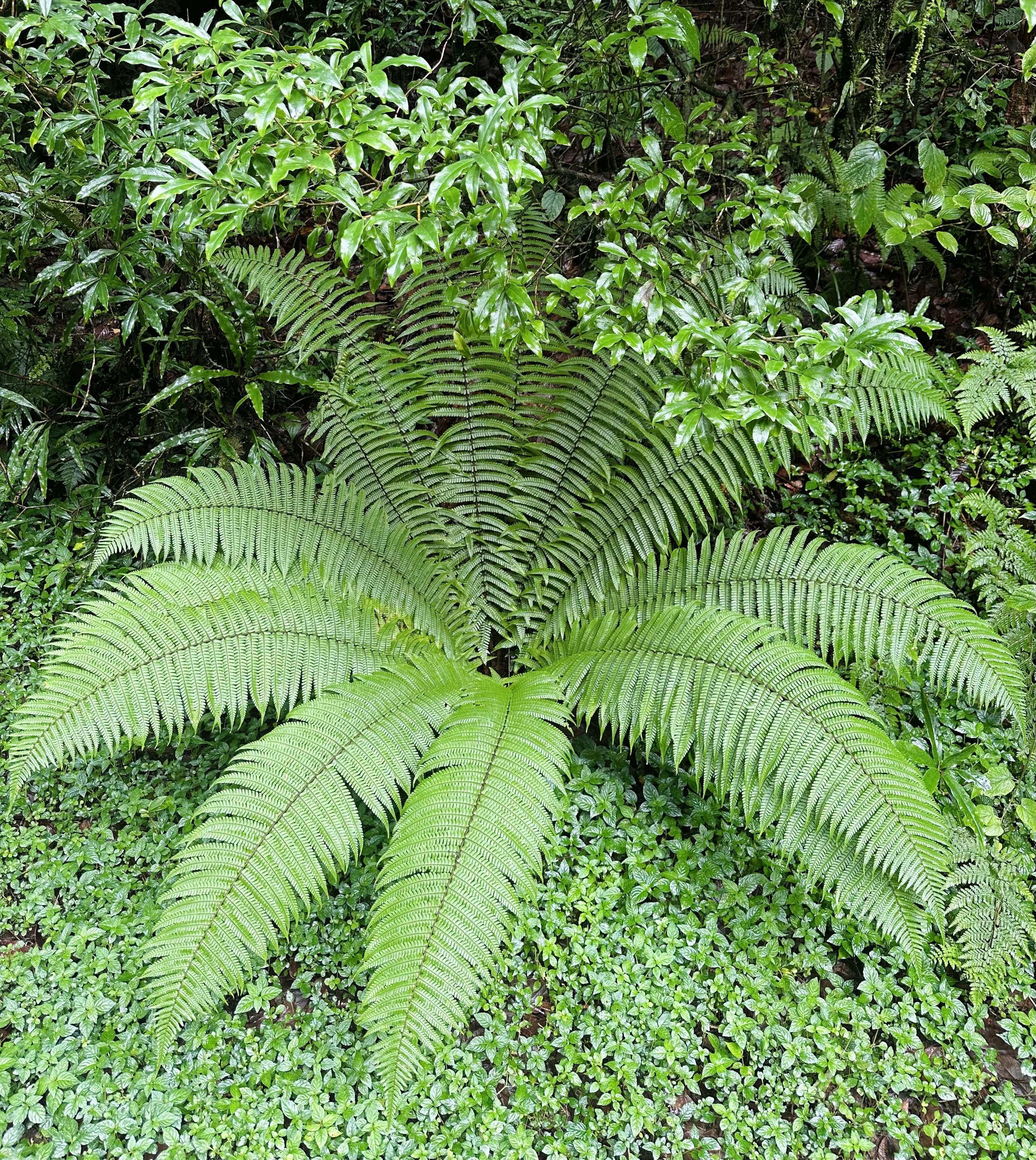 A lush green landscape featuring a large fern with wide, gracefully arching fronds.