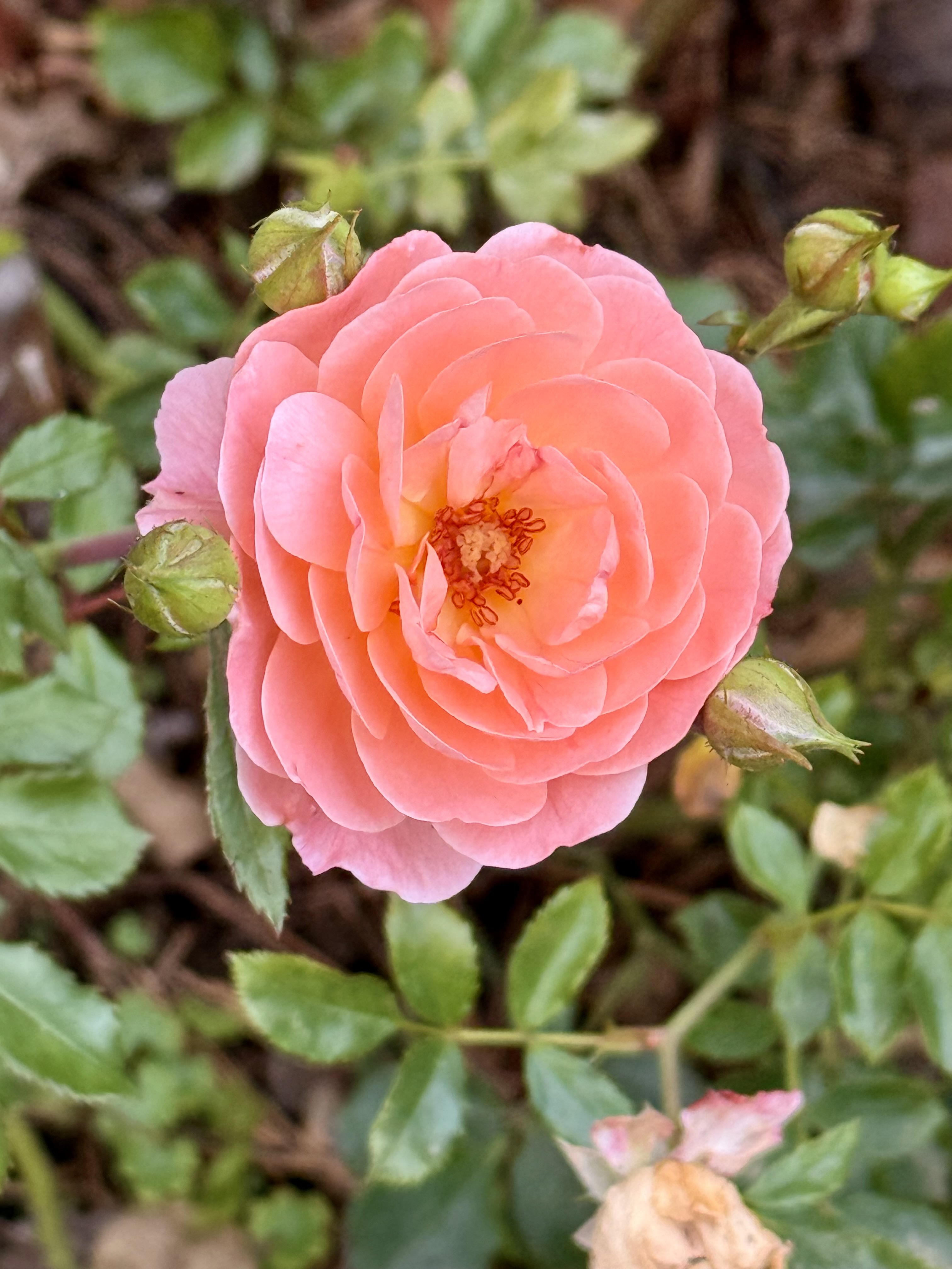 A fresh orange-pink rose surrounded by green leaves and rosebuds, photographed in the evening at the International Rose Test Garden, Portland. 