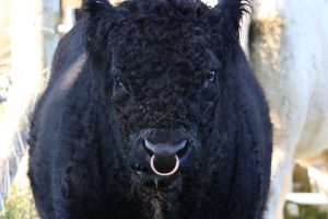 Black Galloway Bull looking directly into the camera lens.His large brass nose ring is very prominent.