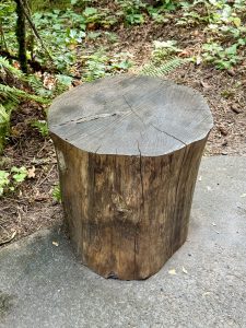 A large tree stump placed on a concrete path, possibly used as a stool or natural seat inside the zoo’s wooded trail. Captured from the Oregon Zoo, Portland.