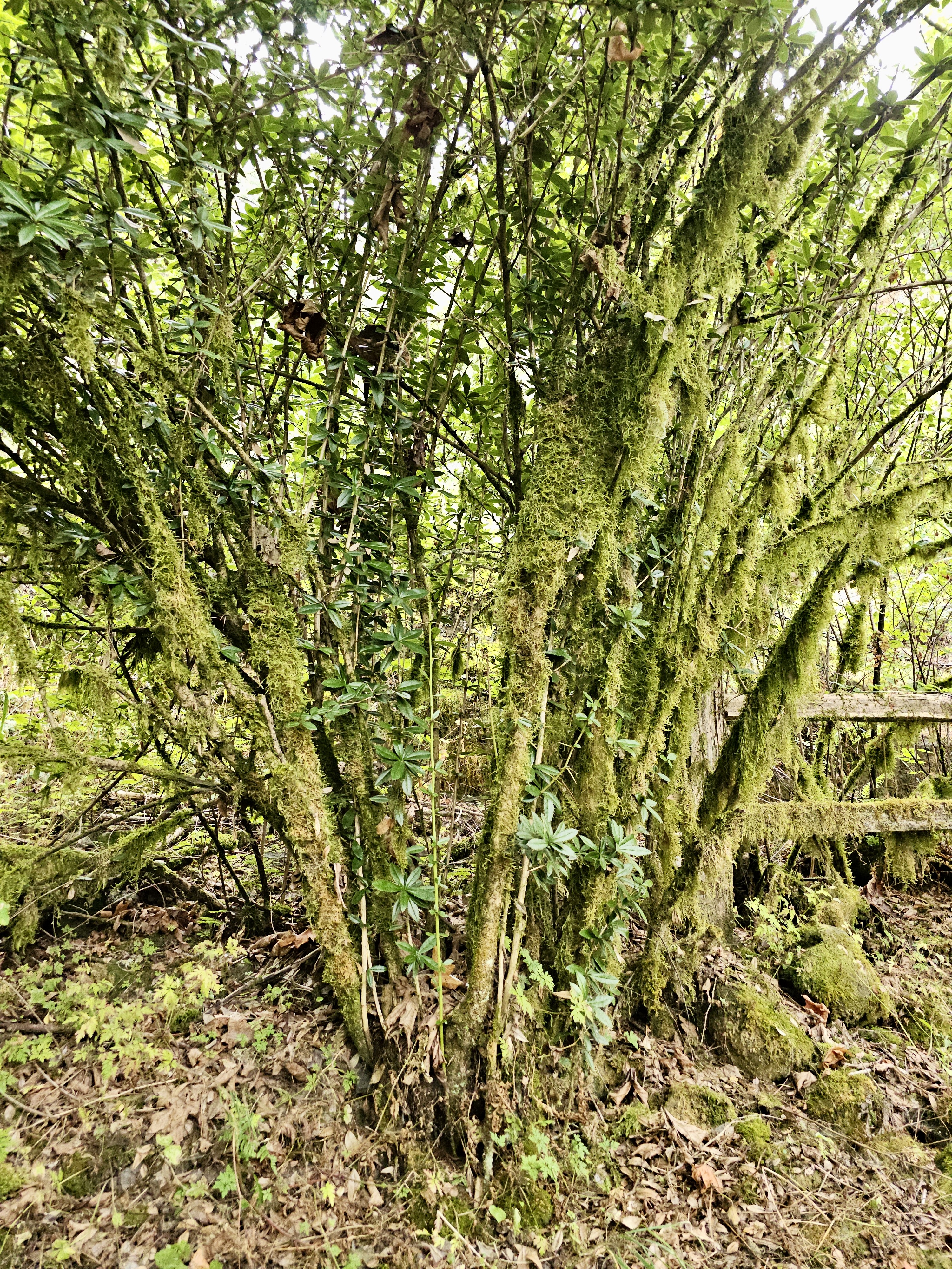 A moss-covered shrub with dense green leaves and tangled branches, growing in the forest understory. Taken in the Columbia River Gorge National Scenic Area, Oregon.