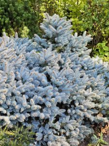 A compact spreading pine, likely a Mugo Pine (Pinus mugo), adds rich texture and evergreen color beside ornamental grasses. Oregon Zoo, Portland.