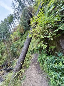 A hiking trail with a large tree fallen diagonally across it, surrounded by lush greenery. Columbia River Gorge National Scenic Area, Oregon. 