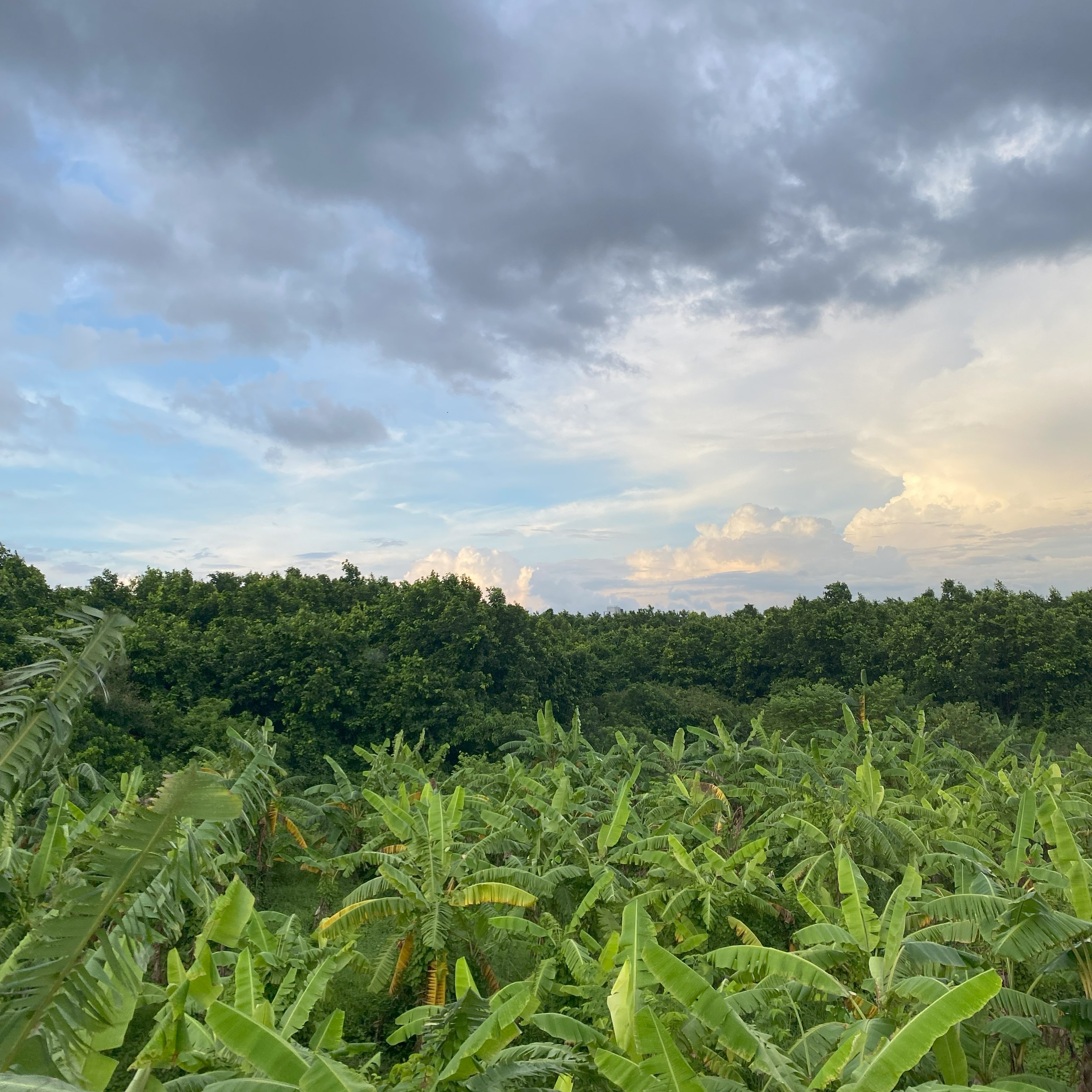 A lush landscape featuring a dense arrangement of banana plants in the foreground, with a backdrop of green trees and a cloudy sky transitioning from light to dark shades.