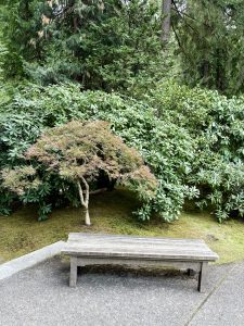 A simple wooden bench was placed beside lush green bushes and a small maple tree, located at the Portland Japanese Garden in Oregon. 