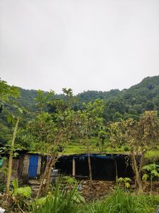 A rural scene featuring a simple structure made of wood and thatch, partially obscured by trees and plants.