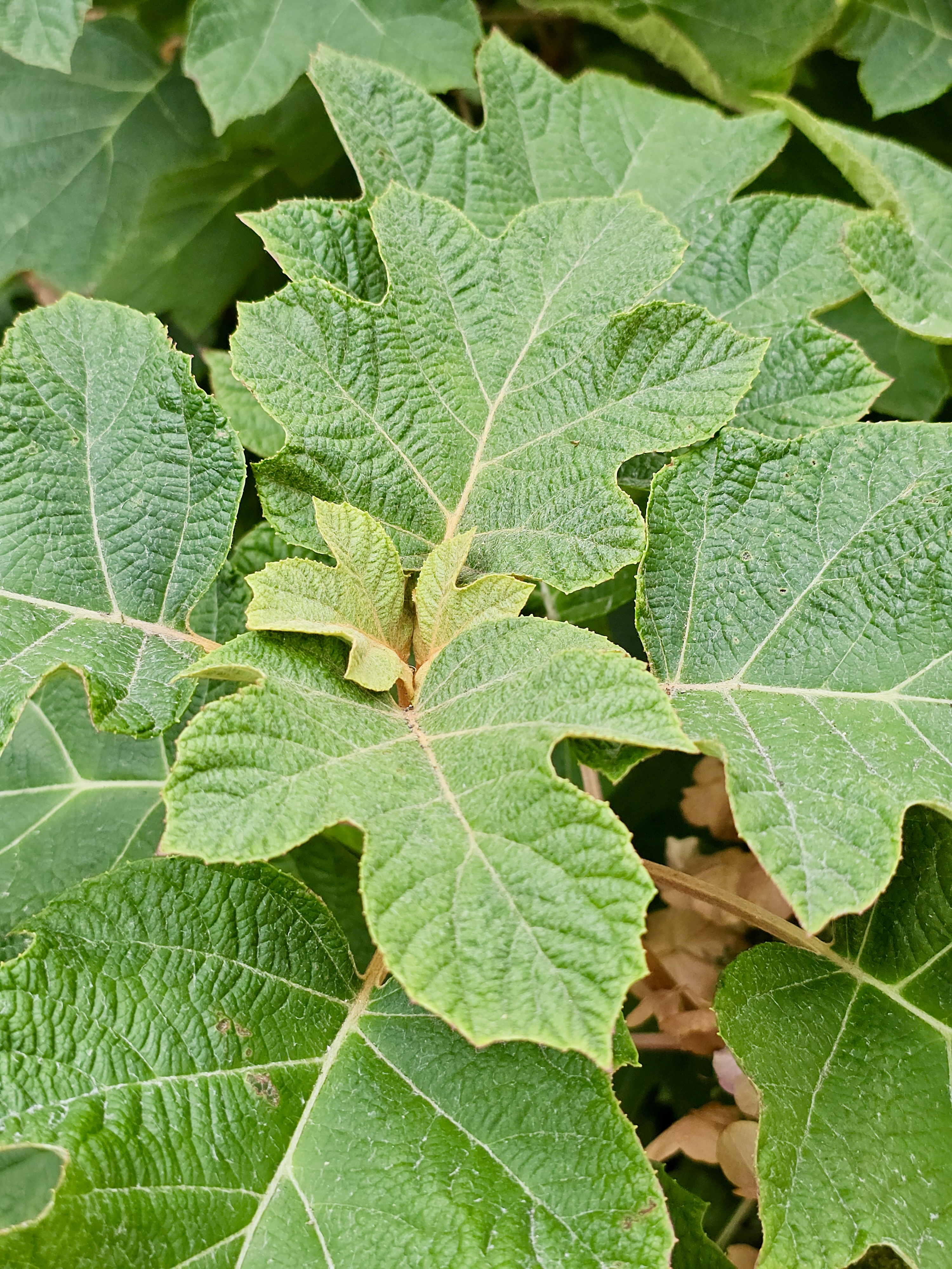 Macro view of textured green leaves with visible veins and tiny hairs. A fresh example of plant life in the zoo’s landscaped garden. Location: Oregon Zoo, Portland.
