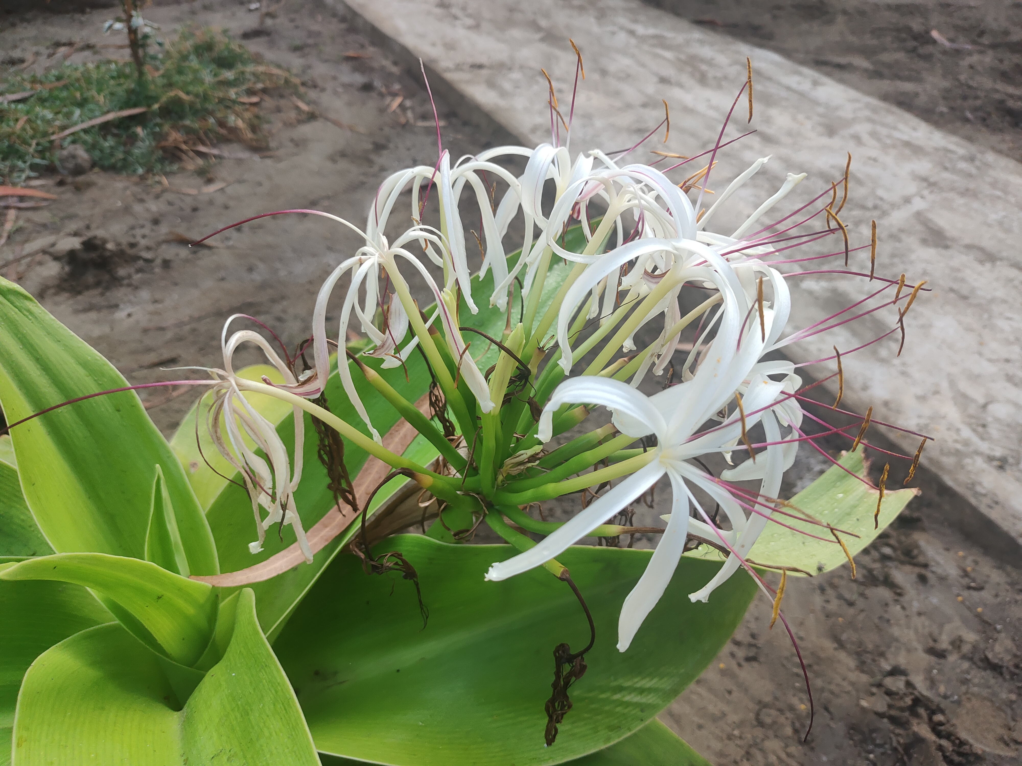 A picture of a Spider lily flower with muddy ground and a small cemented walk through way on its side at the background.