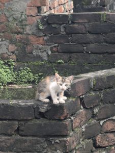 A small calico kitten sits on an old mossy brick wall, surrounded by weathered red bricks and greenery, looking directly at the camera with curious eyes.