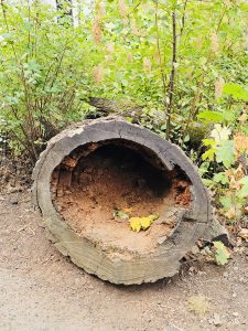 A large, hollowed-out tree trunk with fallen yellow leaves inside, resting beside a forest trail. Columbia River Gorge National Scenic Area, Oregon. 