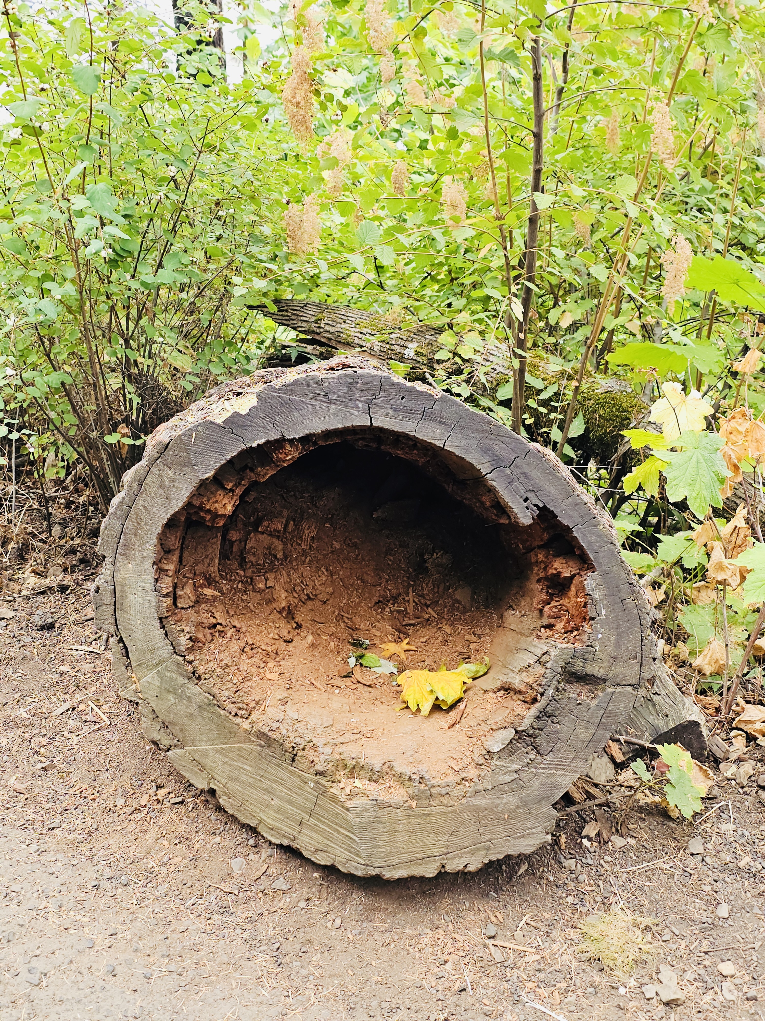 A large, hollowed-out tree trunk with fallen yellow leaves inside, resting beside a forest trail. Columbia River Gorge National Scenic Area, Oregon. 