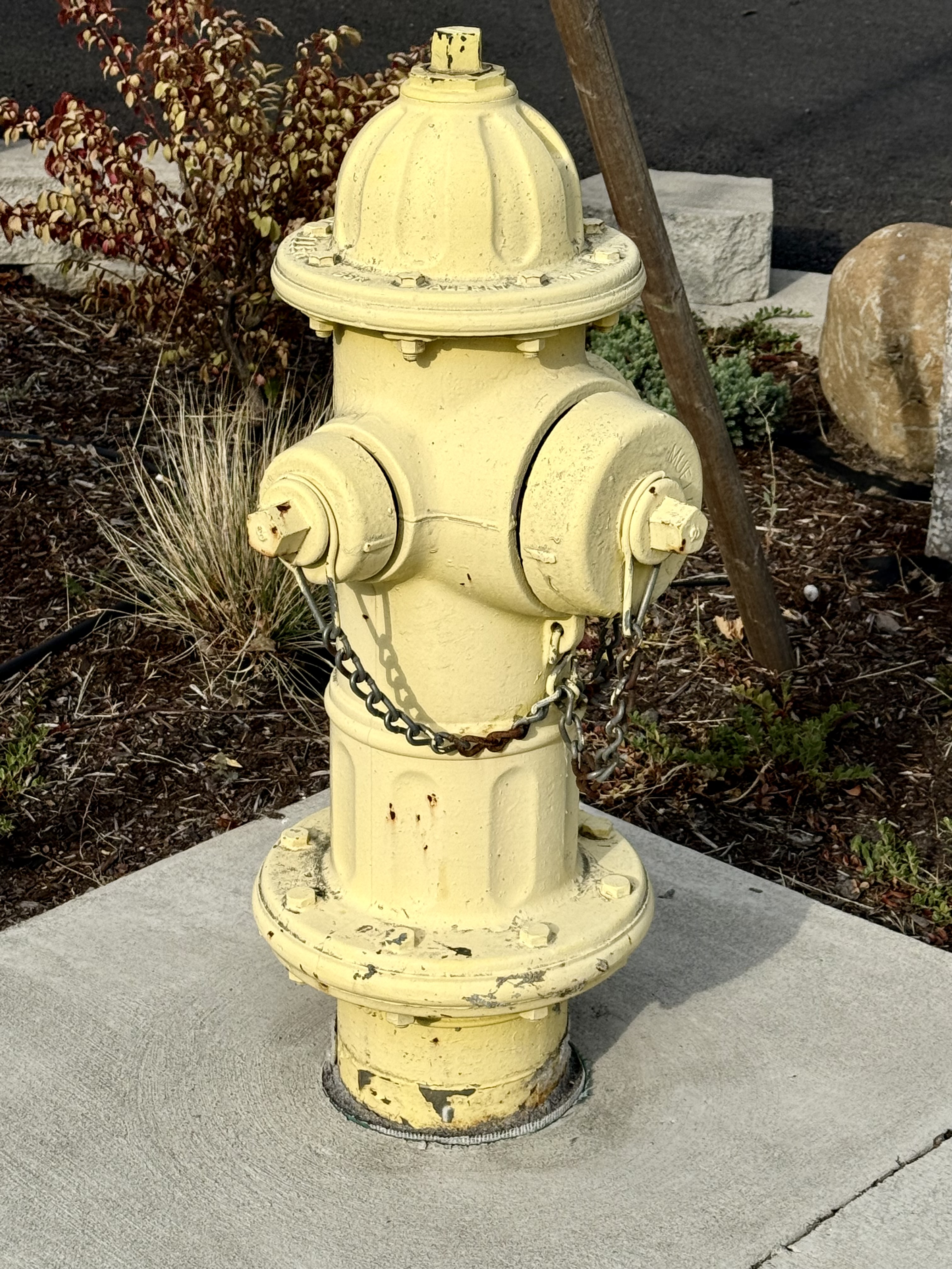 A faded yellow fire hydrant with rust and peeling paint, standing on a concrete base surrounded by plants. Captured from the streets of Portland.