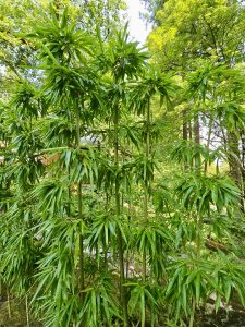 A cluster of tall, green bamboo shoots with long, slender leaves grows tightly together in the Portland Japanese Garden, creating a tropical look. 
