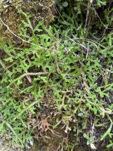 Close-up of small green ferns growing on a mossy rock wall. The tiny leaves show fine textures and natural patterns, captured in the Columbia River Gorge National Scenic Area, Oregon.