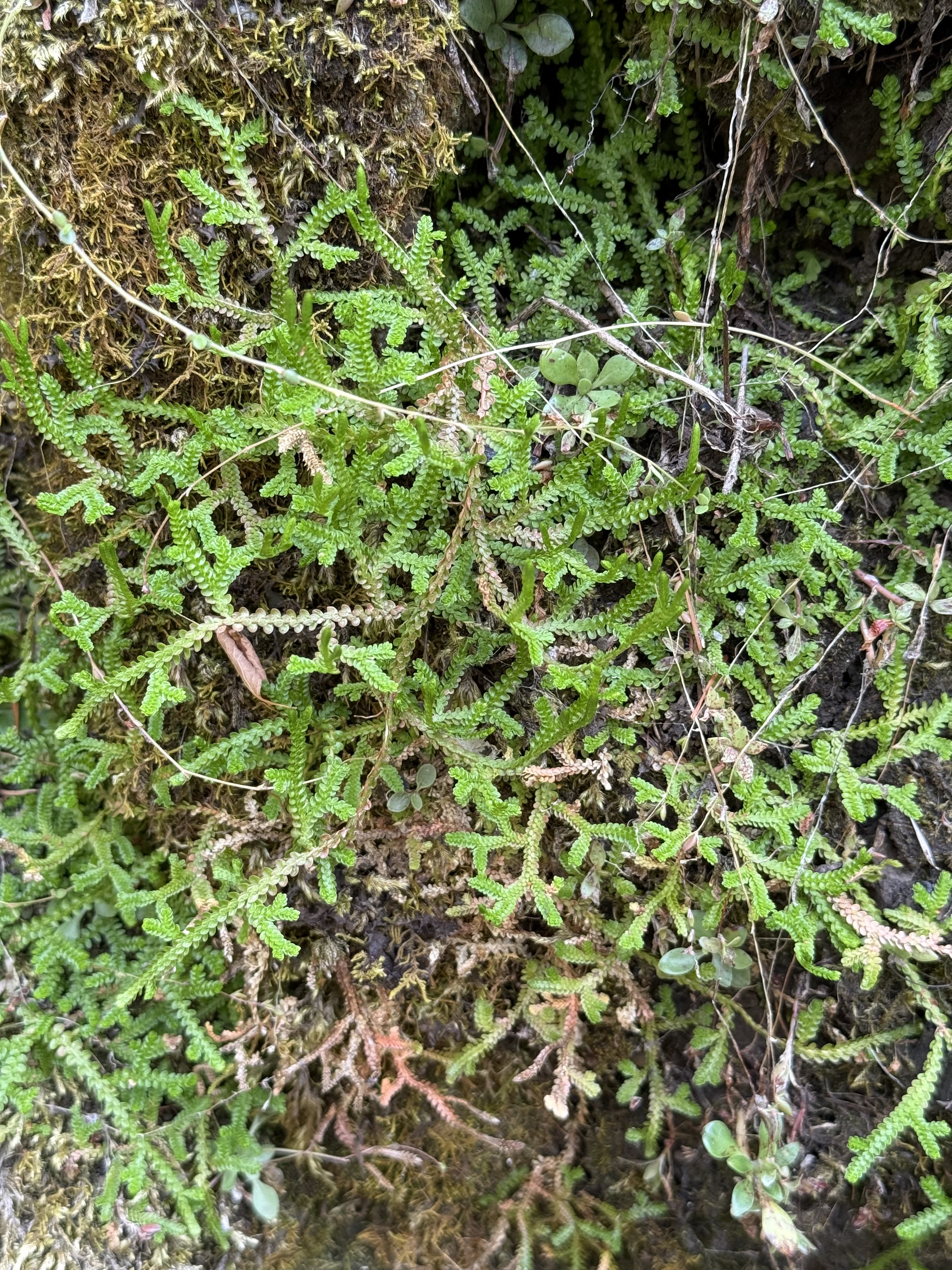 Close-up of small green ferns growing on a mossy rock wall. The tiny leaves show fine textures and natural patterns, captured in the Columbia River Gorge National Scenic Area, Oregon.