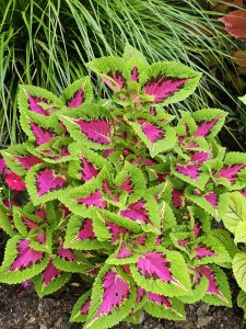 A cluster of coleus with bright green edges and magenta-pink centers. Captured at the Oregon Zoo, Portland.