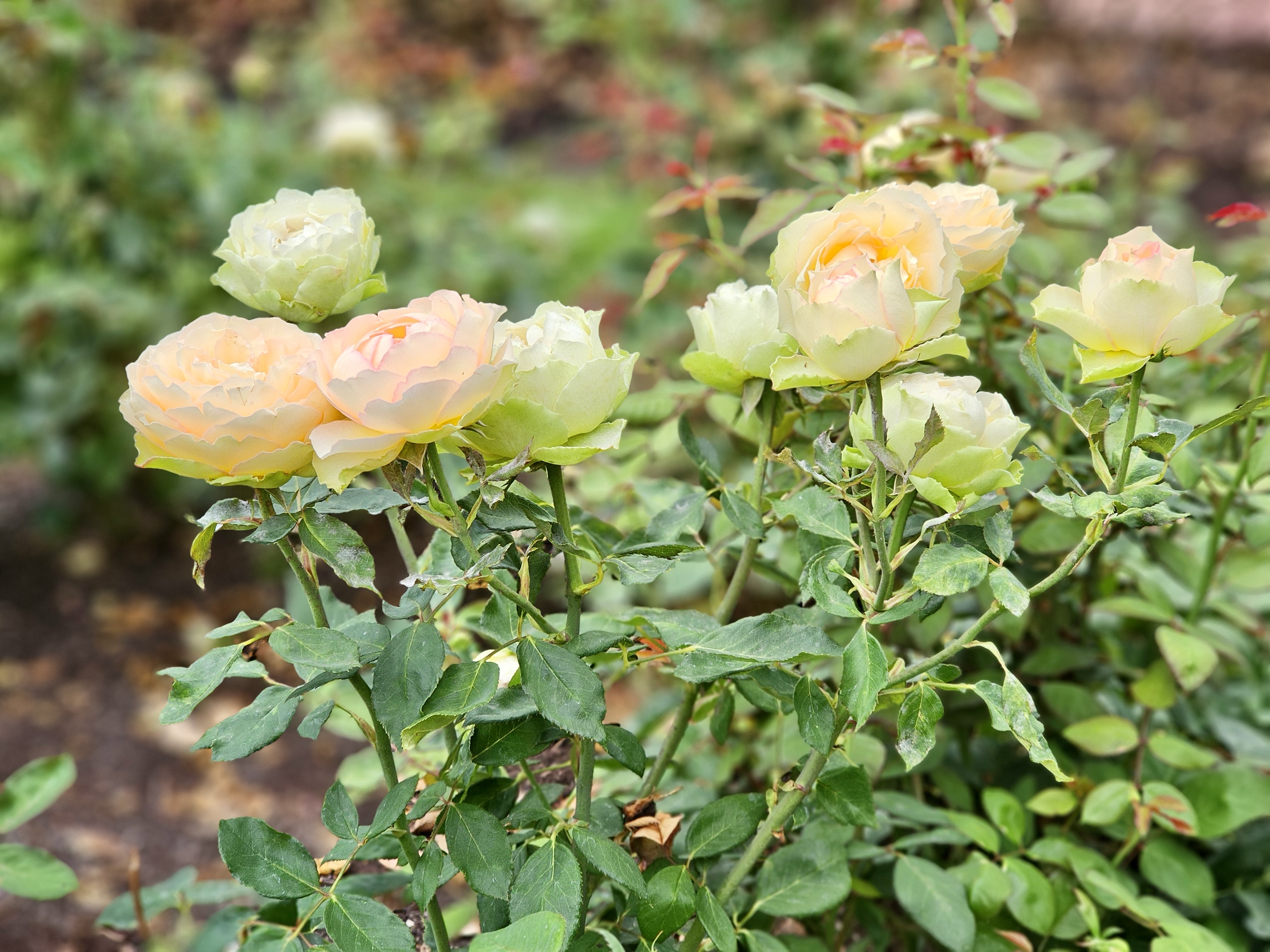 Pale yellow roses with hints of peach, blooming in soft light. Photographed in the evening at the International Rose Test Garden, Portland. 