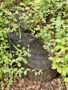 An old tree stump hidden among green shrubs and fallen leaves in the Columbia River Gorge National Scenic Area, Oregon. 