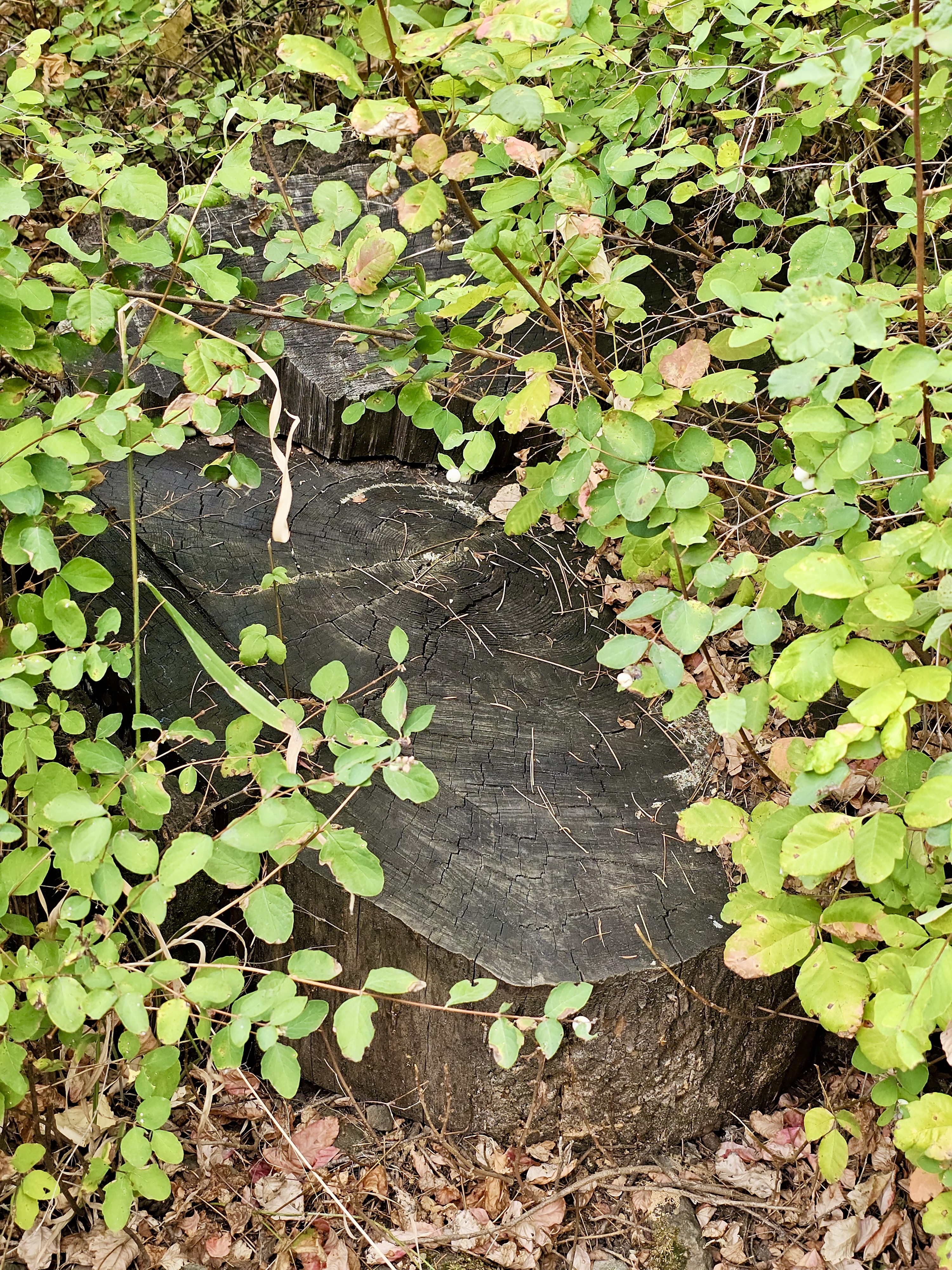 An old tree stump hidden among green shrubs and fallen leaves in the Columbia River Gorge National Scenic Area, Oregon.