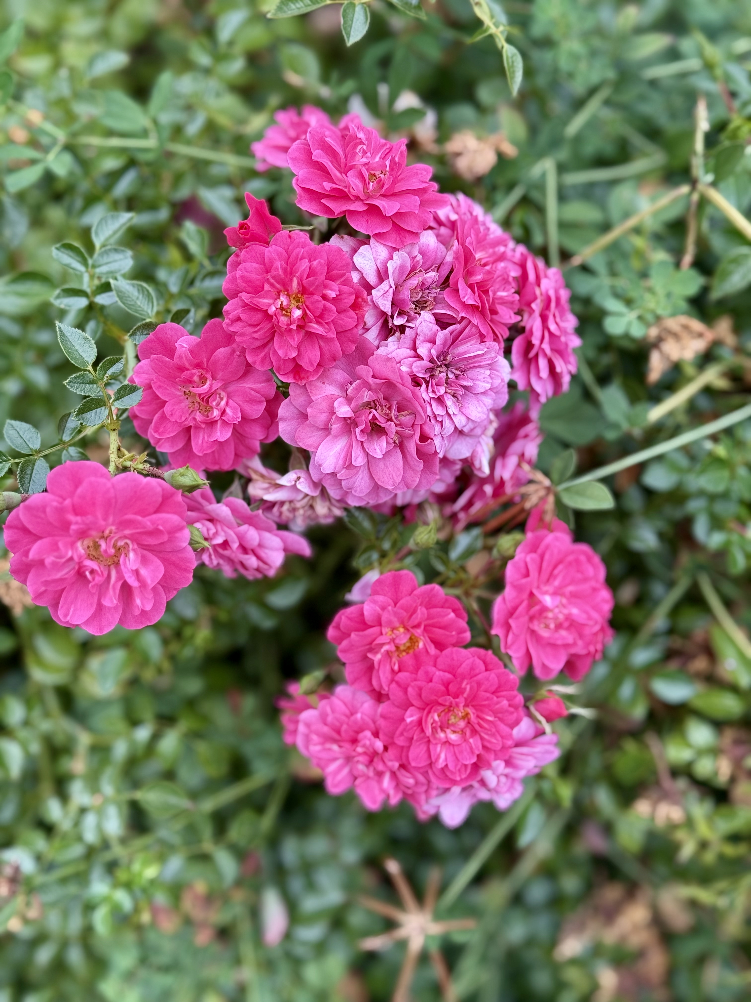 A cluster of miniature bright pink roses blooming together with some buds and greenery. Captured at the International Rose Test Garden, Portland, in the evening.