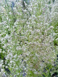 A dense cluster of delicate white flowers and seed heads on slender green stems, creating a soft and airy appearance. The background contains more of the same plant, contributing to a lush and natural scene.