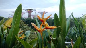 A close-up view of vibrant orange flowers surrounded by large green leaves, set against a blurred background of towering structures resembling trees.