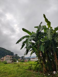 Tall banana plants sway on the right, overlooking green fields dotted with buildings of varying heights in the background.