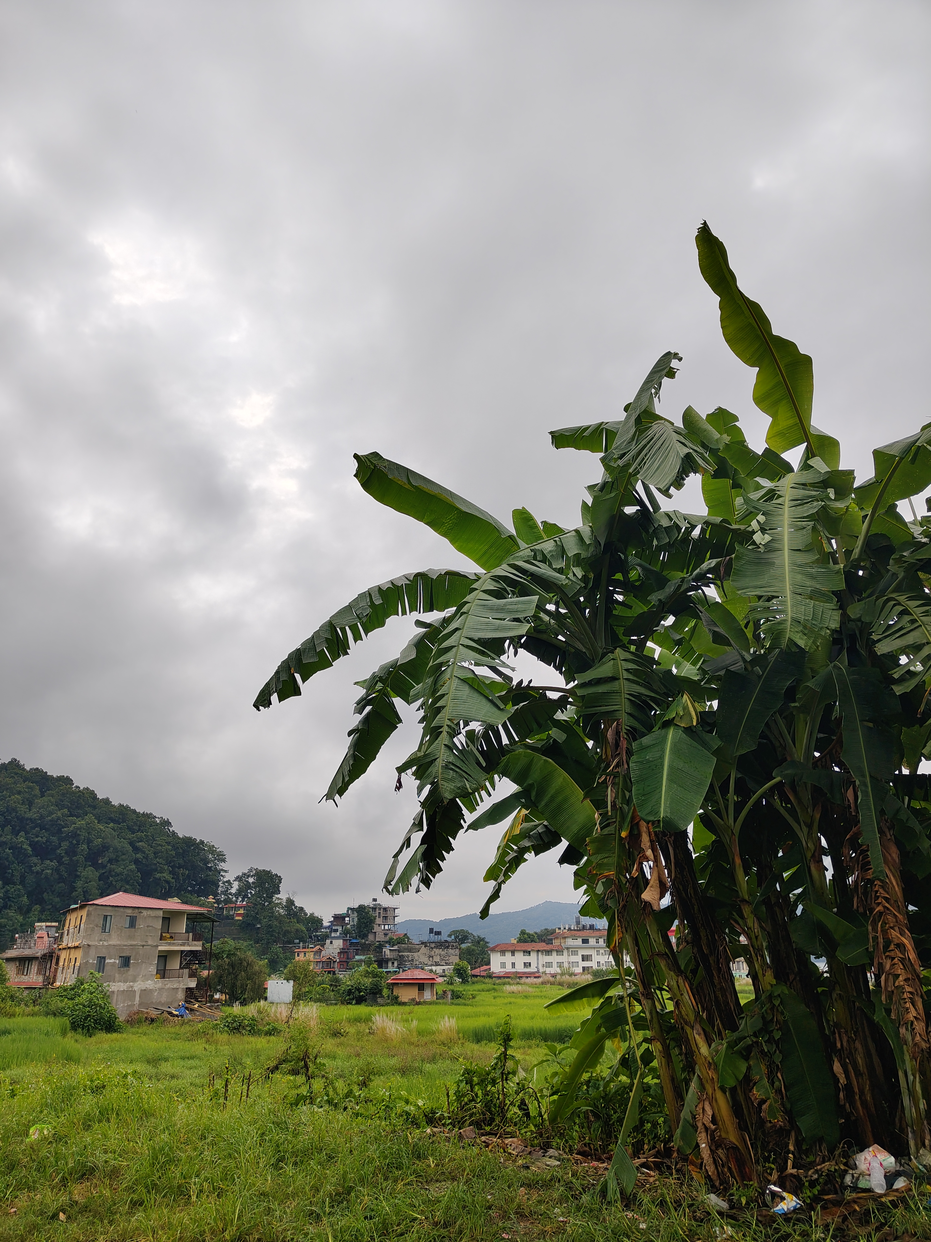 Tall banana plants sway on the right, overlooking green fields dotted with buildings of varying heights in the background.