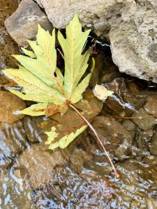 A light green maple leaf floats gently in a small stream, nestled among rocks, in the Columbia River Gorge National Scenic Area, Oregon, a testament to the forest’s calm and beauty. 