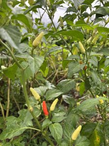 A lush green chili pepper plant with various stages of ripe peppers, including yellow and red ones, surrounded by vibrant green leaves. 