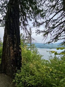 A giant tree trunk stands beside a lush forest trail in the Columbia River Gorge National Scenic Area, Oregon, with distant views of the river through the greenery. 