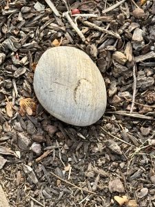Close-up of a smooth, round grey rock lying on mulch with scattered twigs and bark. Taken from the streets of Portland. 