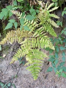 A fern plant growing on a shaded soil slope at Hoyt Arboretum, Washington Park, Portland. The light green leaves contrast with the brown soil.
