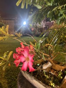 A close-up, low-light photo of a pink desert rose (Adenium) flower growing in a pot, surrounded by dark foliage, with a bright light source illuminating the scene in the background.