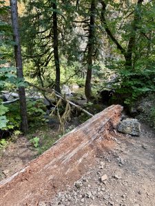 A broken tree lies across a forest path, its bark stripped to reveal deep red wood. Green trees and a quiet stream surround the scene. Columbia River Gorge National Scenic Area, Oregon.  