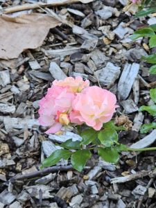 Single small pink rose cluster blooming near dry mulch. Green leaves and a fallen leaf in the background. Captured at Pittock Mansion, Portland. 