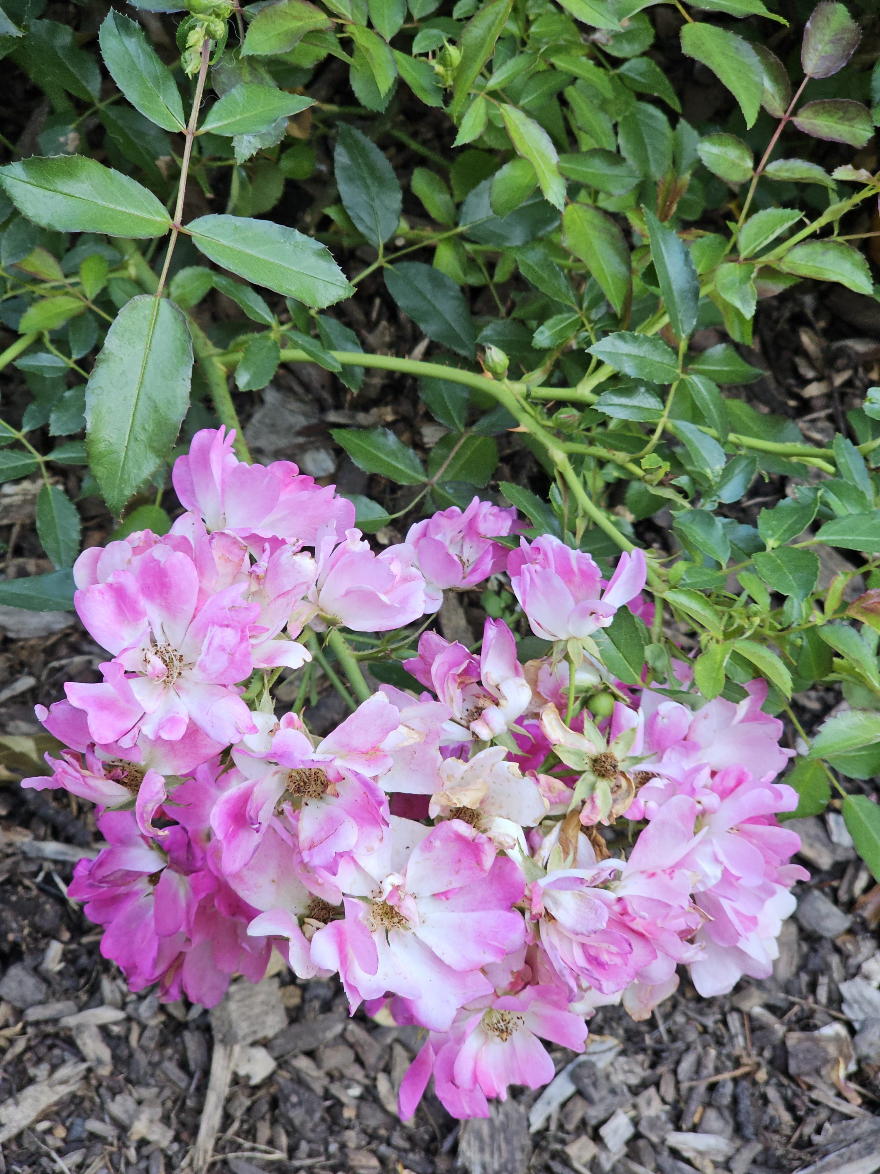Pink and white roses growing near the ground with green leaves around. Captured at Pittock Mansion, Portland, in the evening.