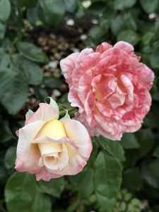 Two roses in different stages of blooming — one as a closed yellow-pink bud and the other fully opened in pink with a yellow center, taken at the International Rose Test Garden, Portland.