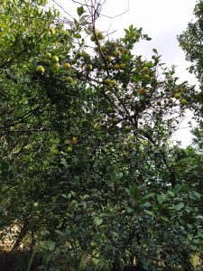 A lush green tree with numerous yellowish-green and orange fruits, surrounded by dense foliage.