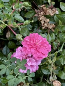 Two blooming pink roses, one bright and the other faded, surrounded by green leaves and dried buds, were photographed at the International Rose Test Garden, Portland, in the evening. 