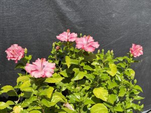 A group of pink hibiscus flowers is blooming in bright sunlight. Their large petals and lush green leaves stand out against a black backdrop. Captured at the Oregon Zoo, Portland. 