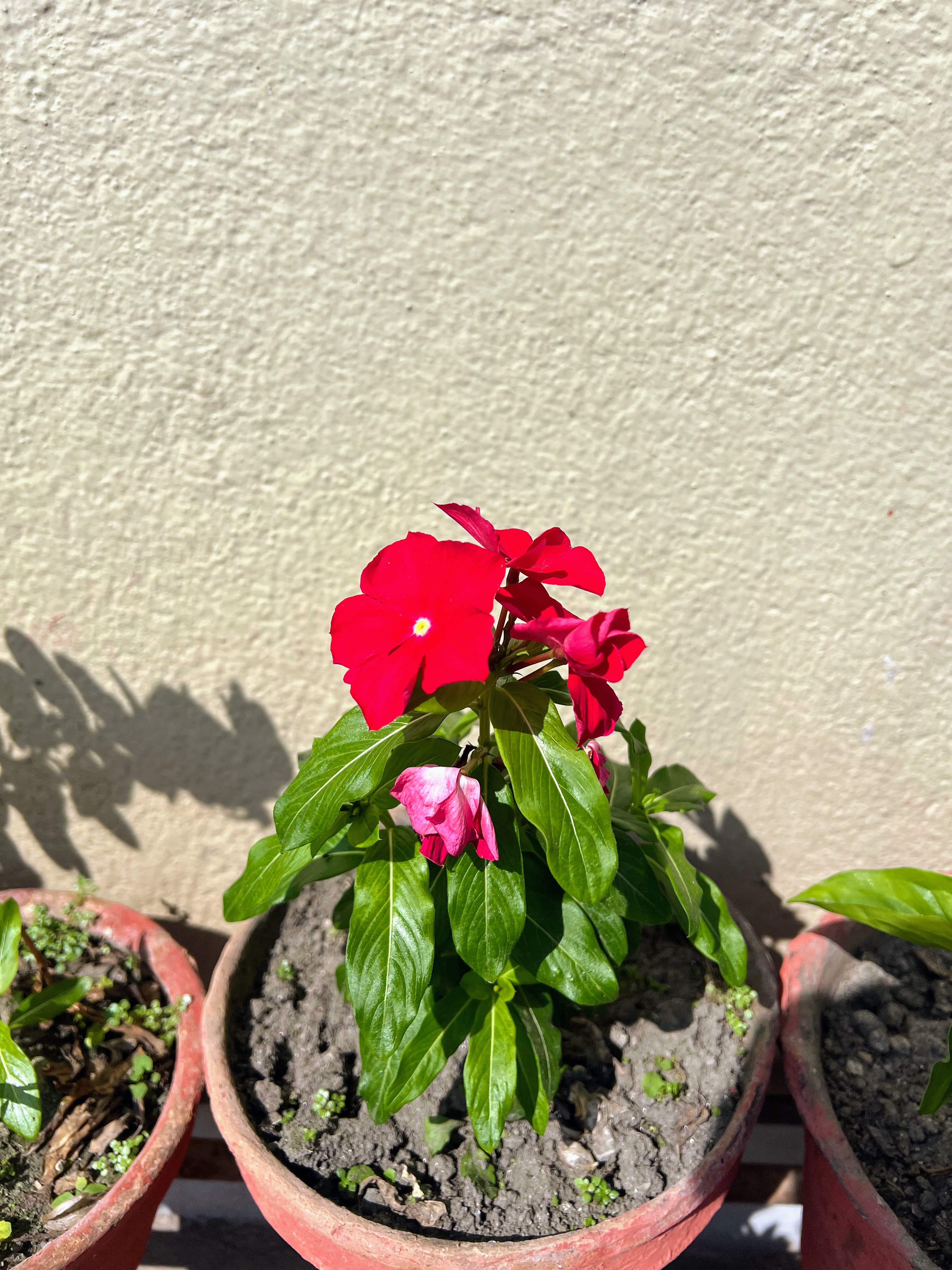 A small potted plant with vibrant red flowers is basking in the sun.