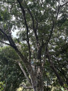 Sunlight filters through a dense canopy, revealing the intertwining branches of a large tree.