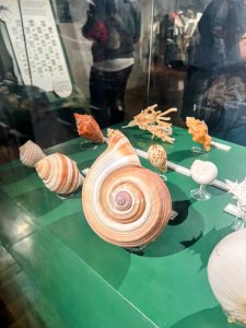 A large nautilus shell with orange and white spirals is displayed prominently in a glass case alongside several smaller shells, coral, and other sea specimens on a green surface.