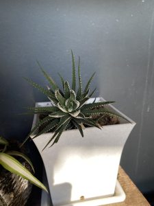 A small succulent plant with spiky green leaves featuring white stripes, sitting in a white planter.