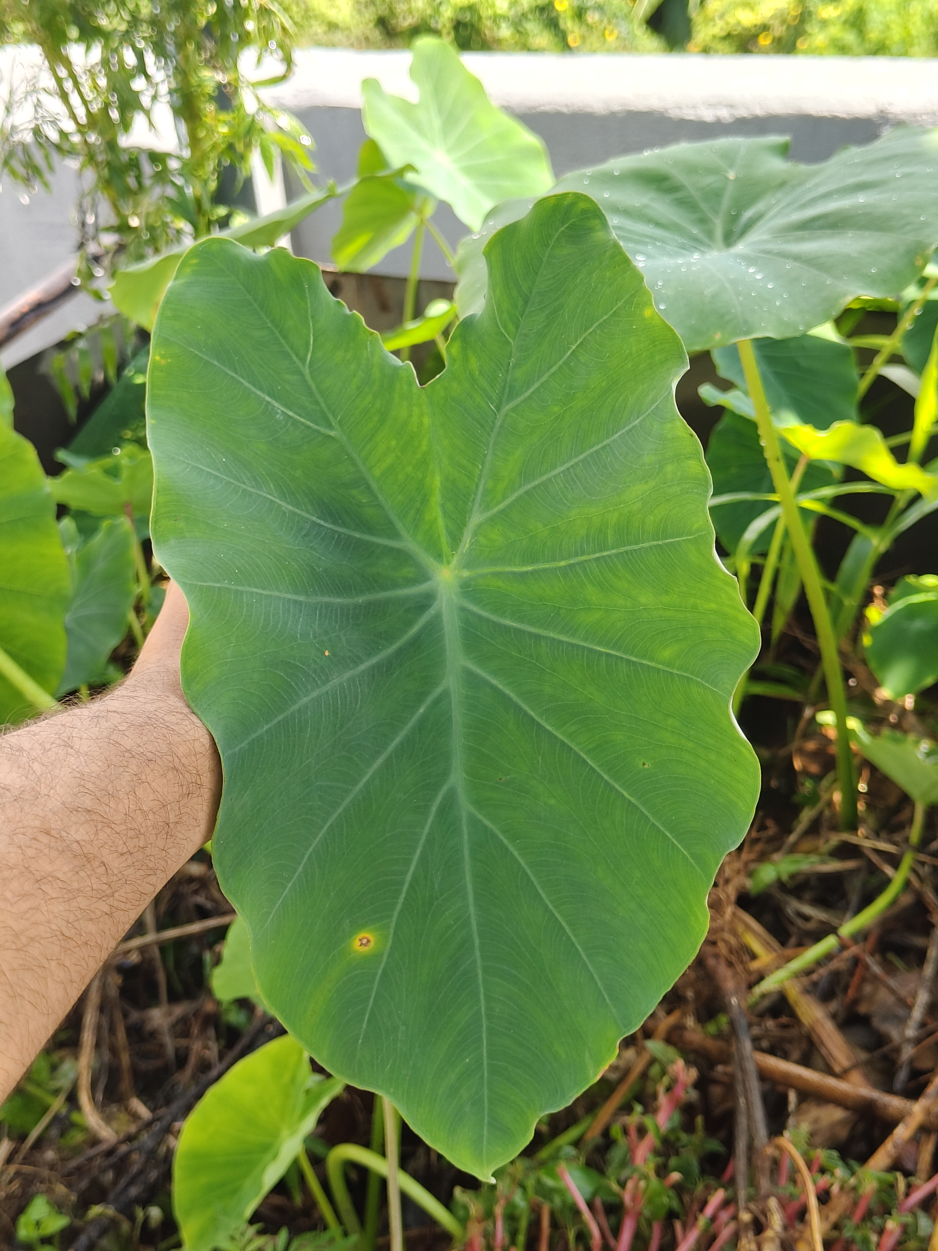 A hand is holding a large, vibrant, green leaf with a heart-like shape. 