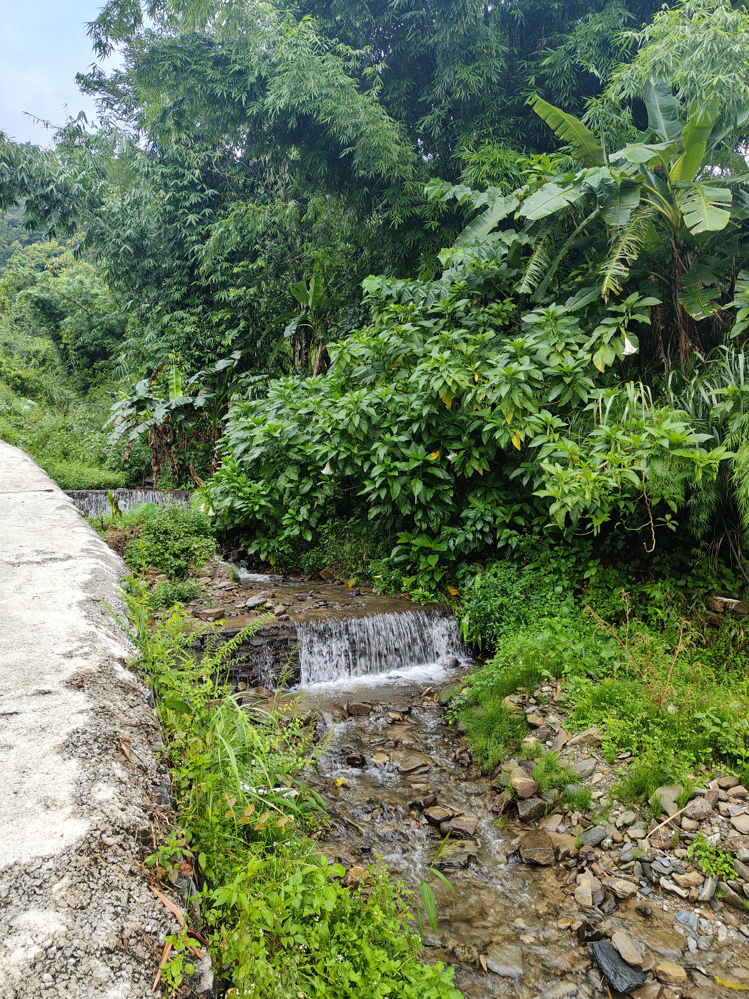 A small stream flows gently over rocks in a lush green landscape.