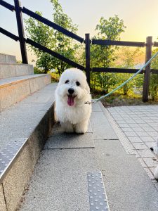A fluffy white dog standing on steps, facing the camera with its tongue out and a happy expression
