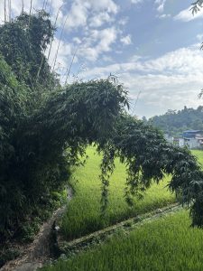 A lush scene featuring a dense bamboo grove arching over a vibrant green rice field.